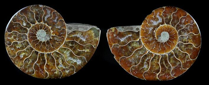 Sliced Fossil Ammonite Pair - Agatized #35610